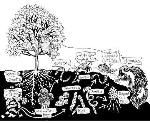 soil food web