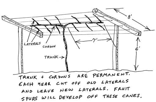 kiwi trellis image