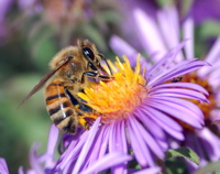 trees pollinators - middle1 image